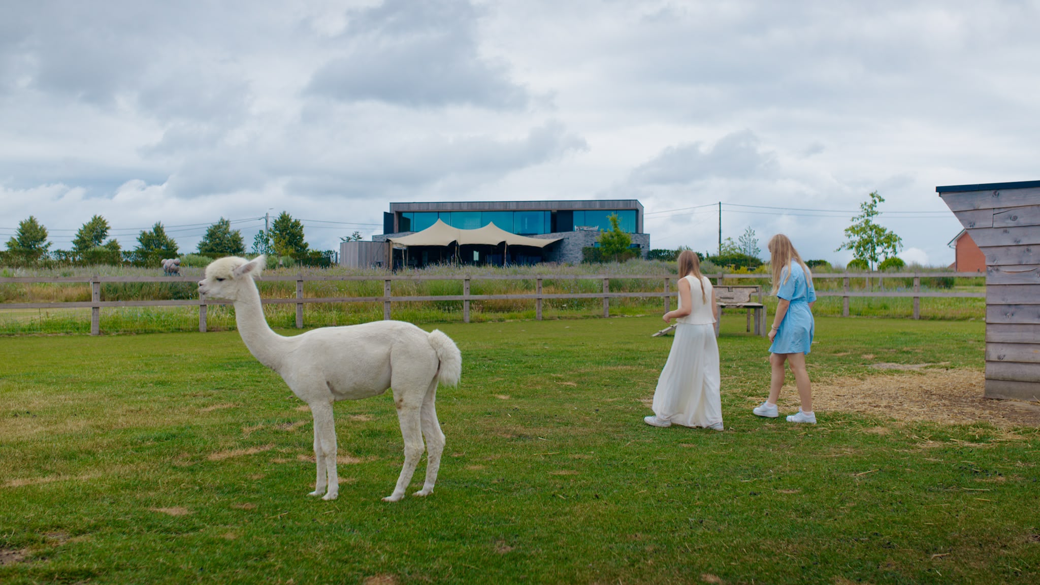 Een alpaca met de residentie op de achtergrond
